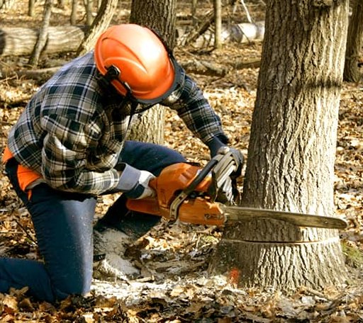 Tree Removal in Moulton, TX